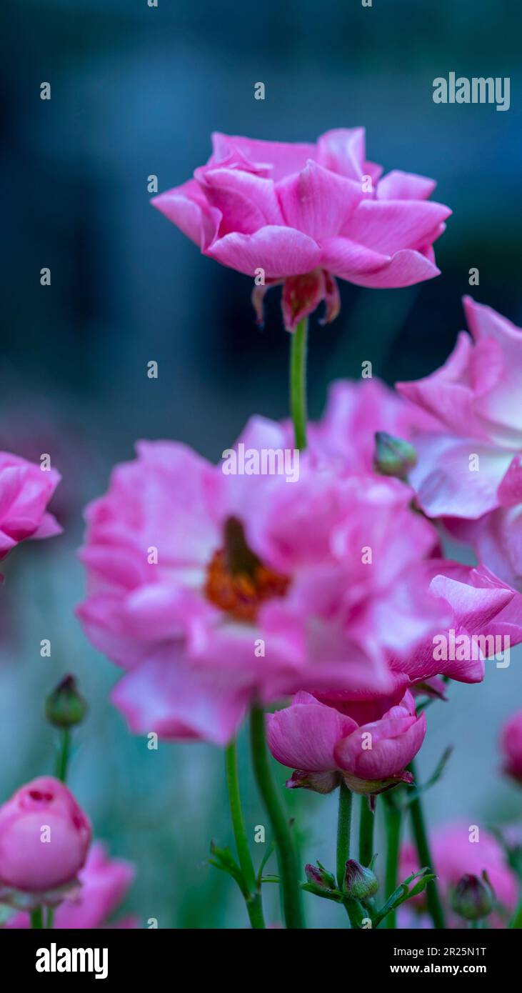 Delicately beautiful Ranunculus - Rococo series. Natural close up plant ...