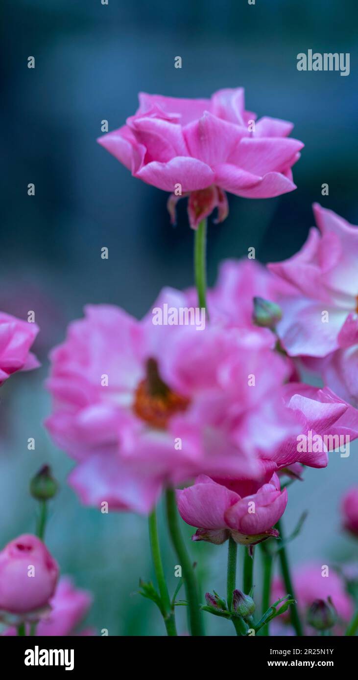 Ranunculus Rococo Ranunculus rococo series hi-res stock photography and images - Alamy