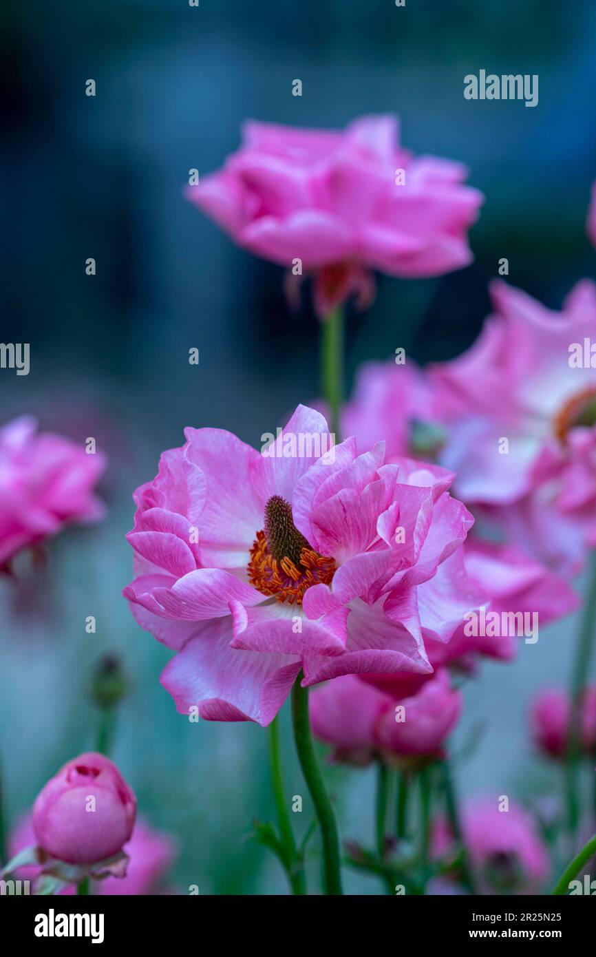 Delicately beautiful Ranunculus - Rococo series. Natural close up plant ...