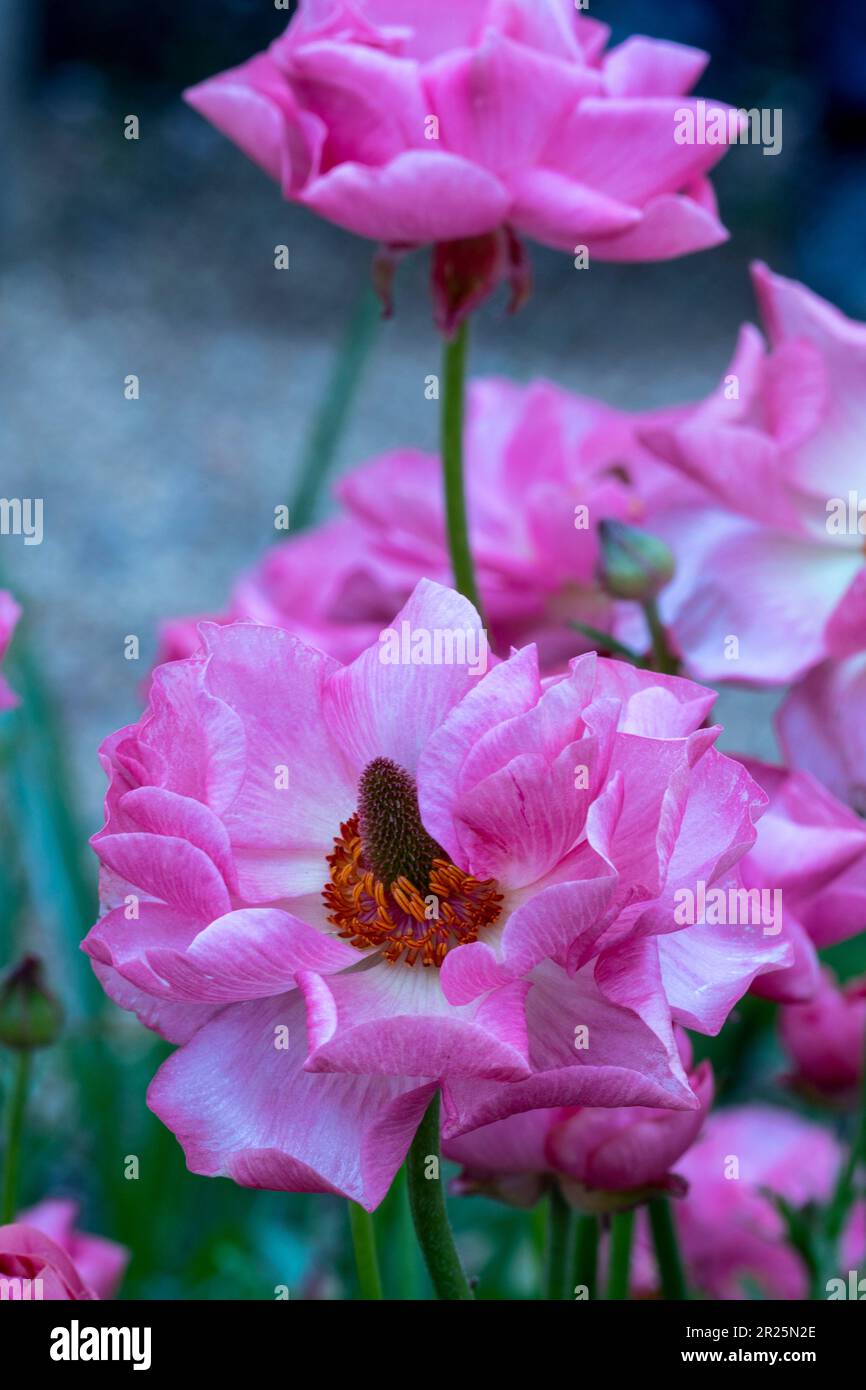 Rannunculus Rococo Ranunculus rococo hi-res stock photography and images - Alamy