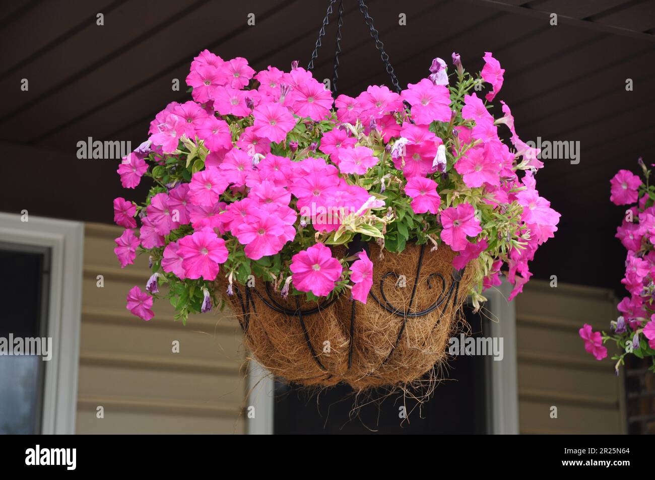 Beautiful pink petunias hanging in a basket on a porch Stock Photo