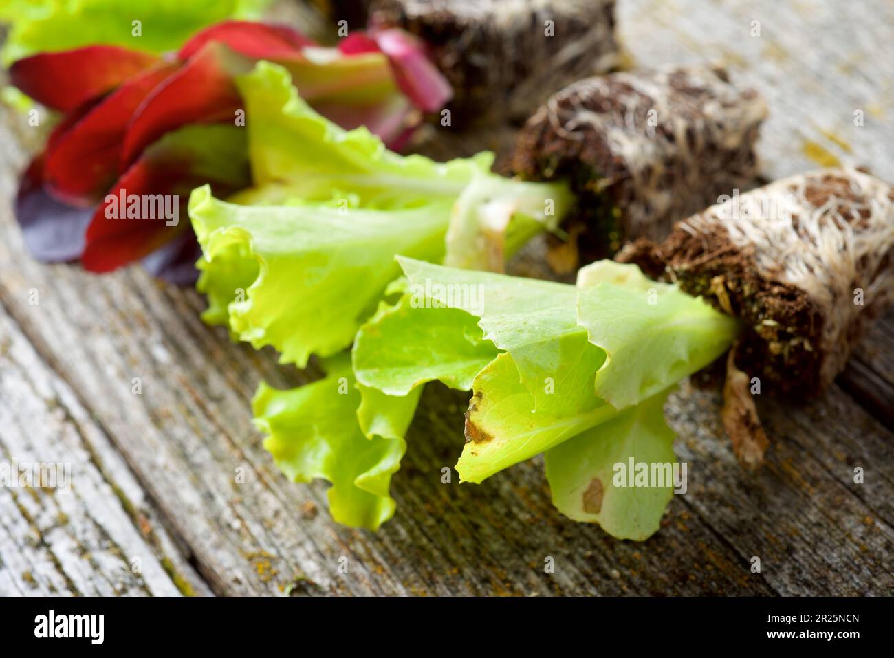 Small lettuce on a woode table Stock Photo - Alamy