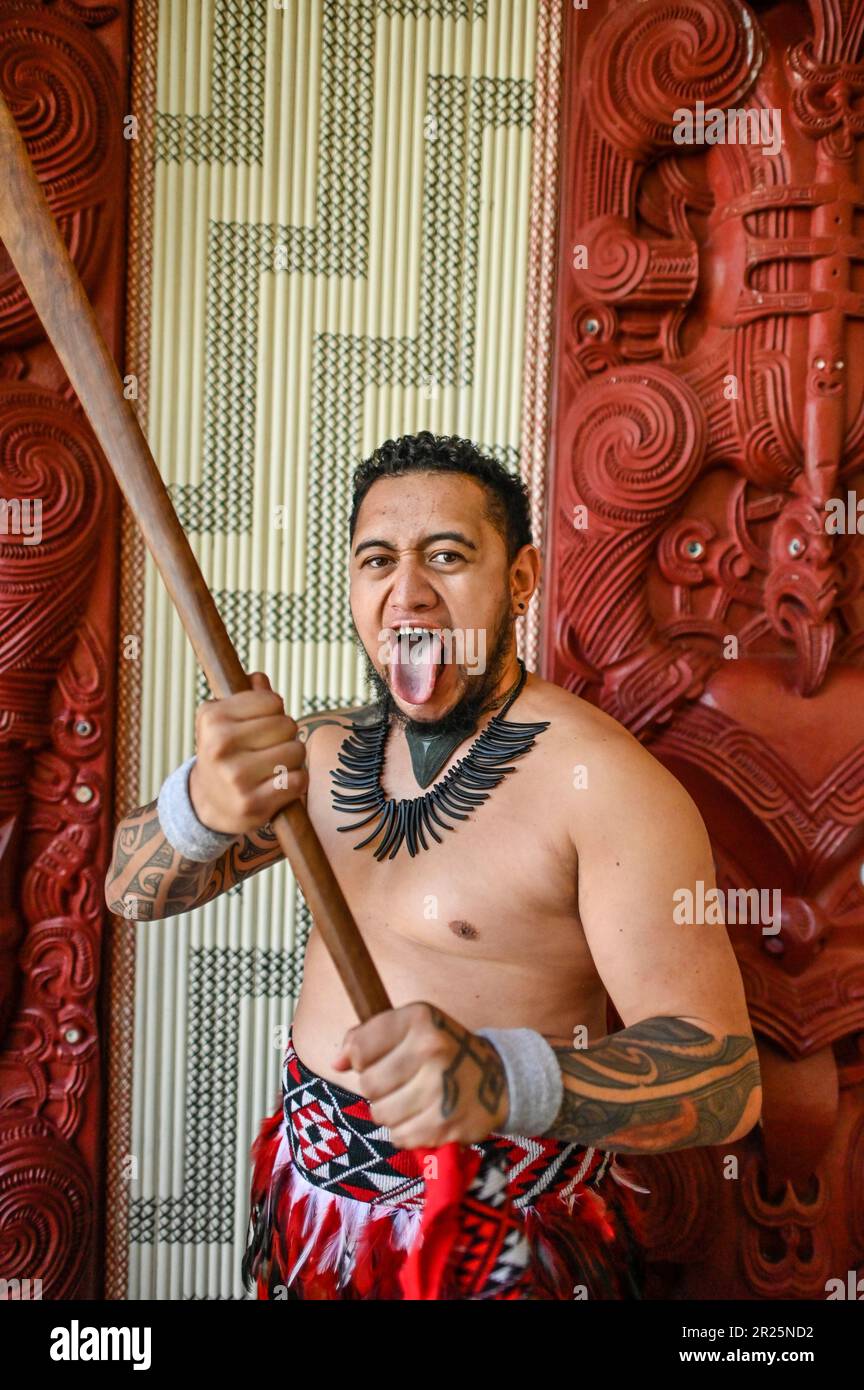 Sticking the tongue out, also known as pukana, is a traditional Māori facial expression and gesture that holds cultural significance. The meaning and context of sticking the tongue out can vary depending on the specific situation and intent behind the action. Stock Photo