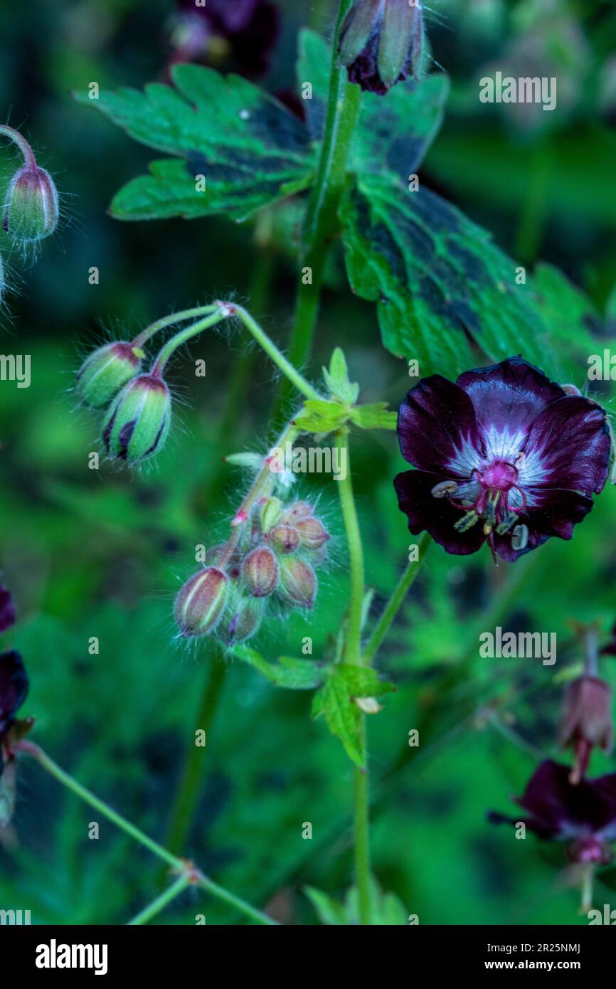 Prolifically beautiful ground cover Geranium Phaeum var Phaeum Samobor ...
