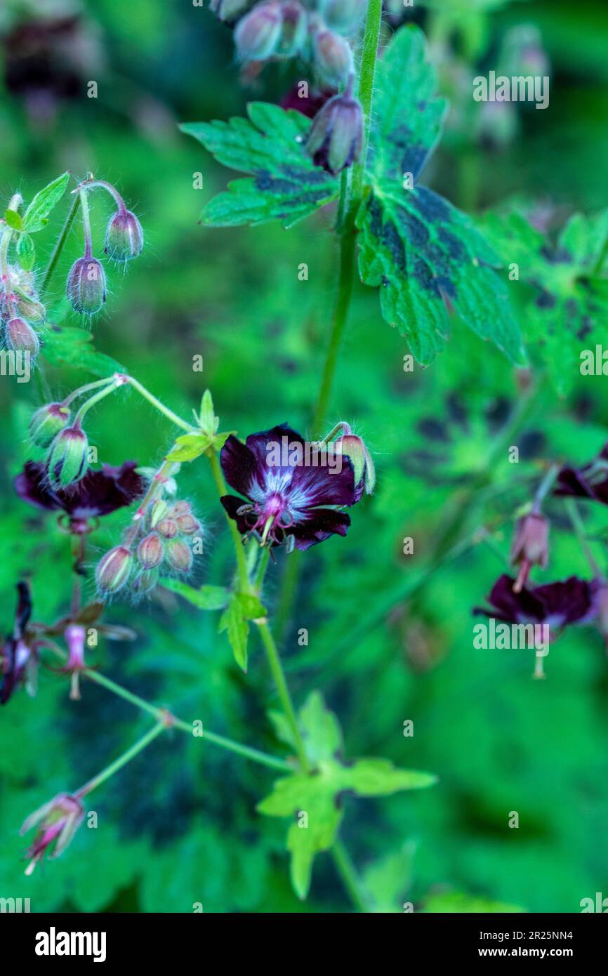Prolifically beautiful ground cover Geranium Phaeum var Phaeum Samobor ...