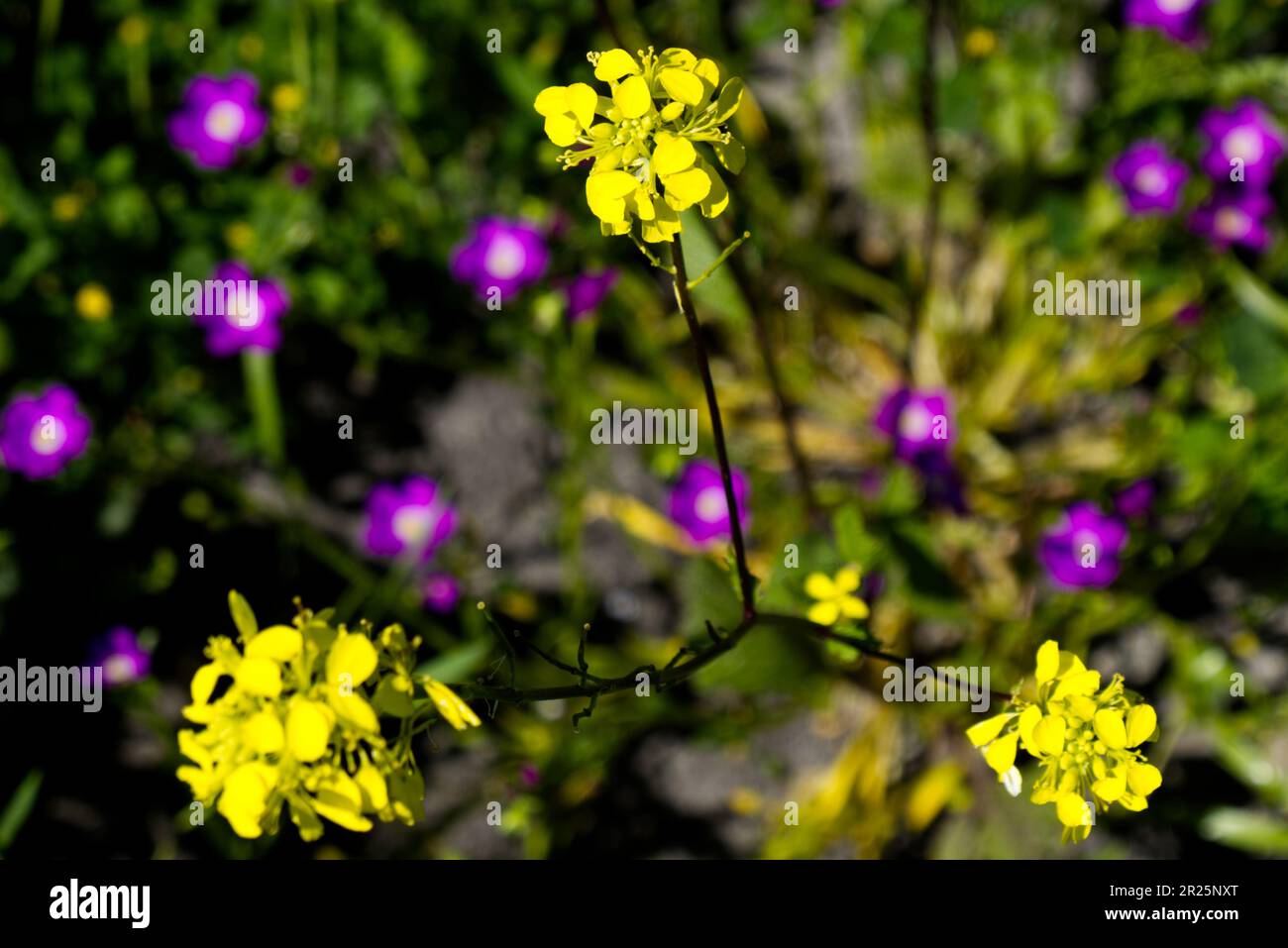 Mustard Plant with Redmaids Stock Photo