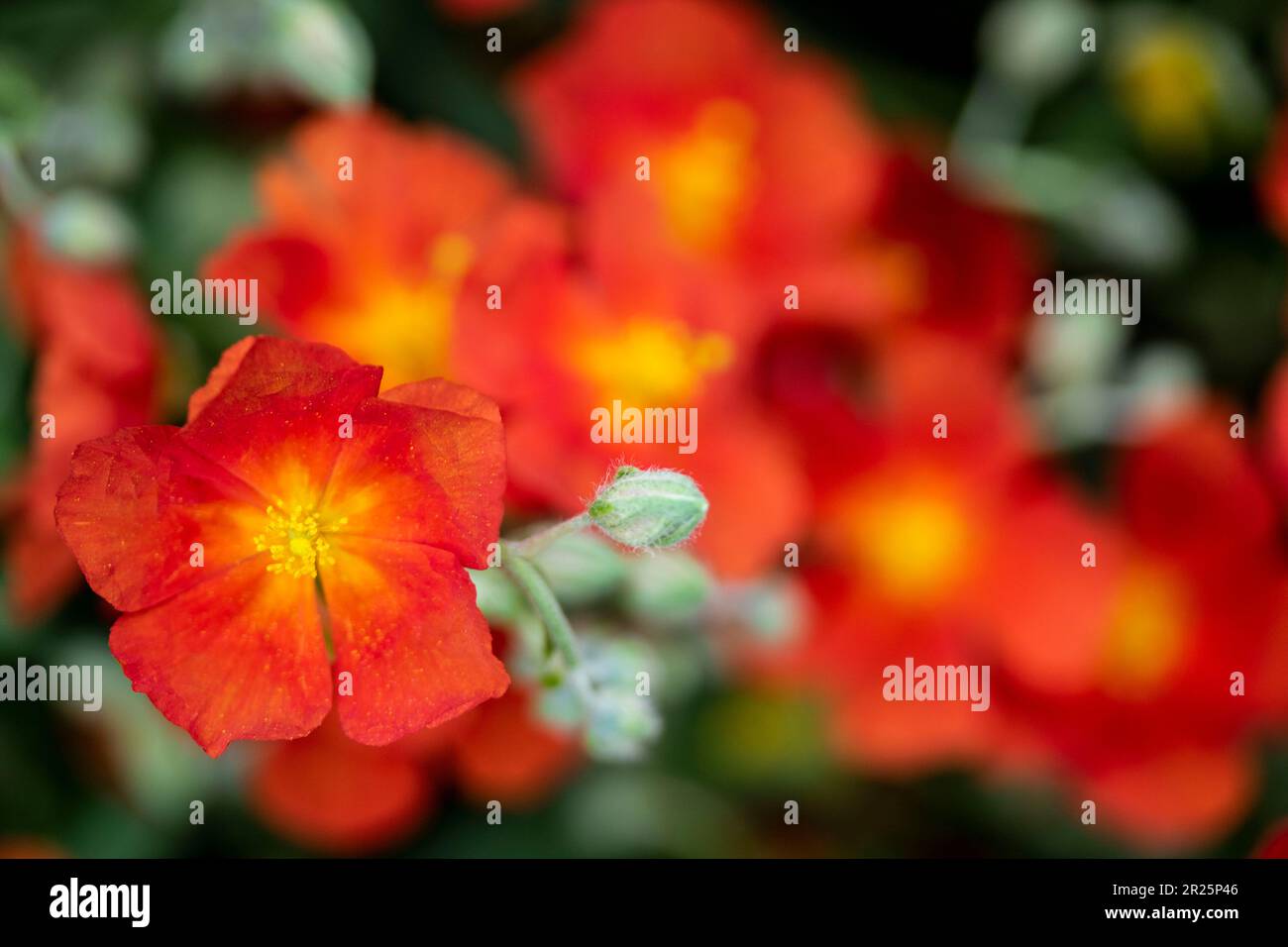 Prolific groundcover Helianthemum 'Henfield Brilliant' flowers. Natural