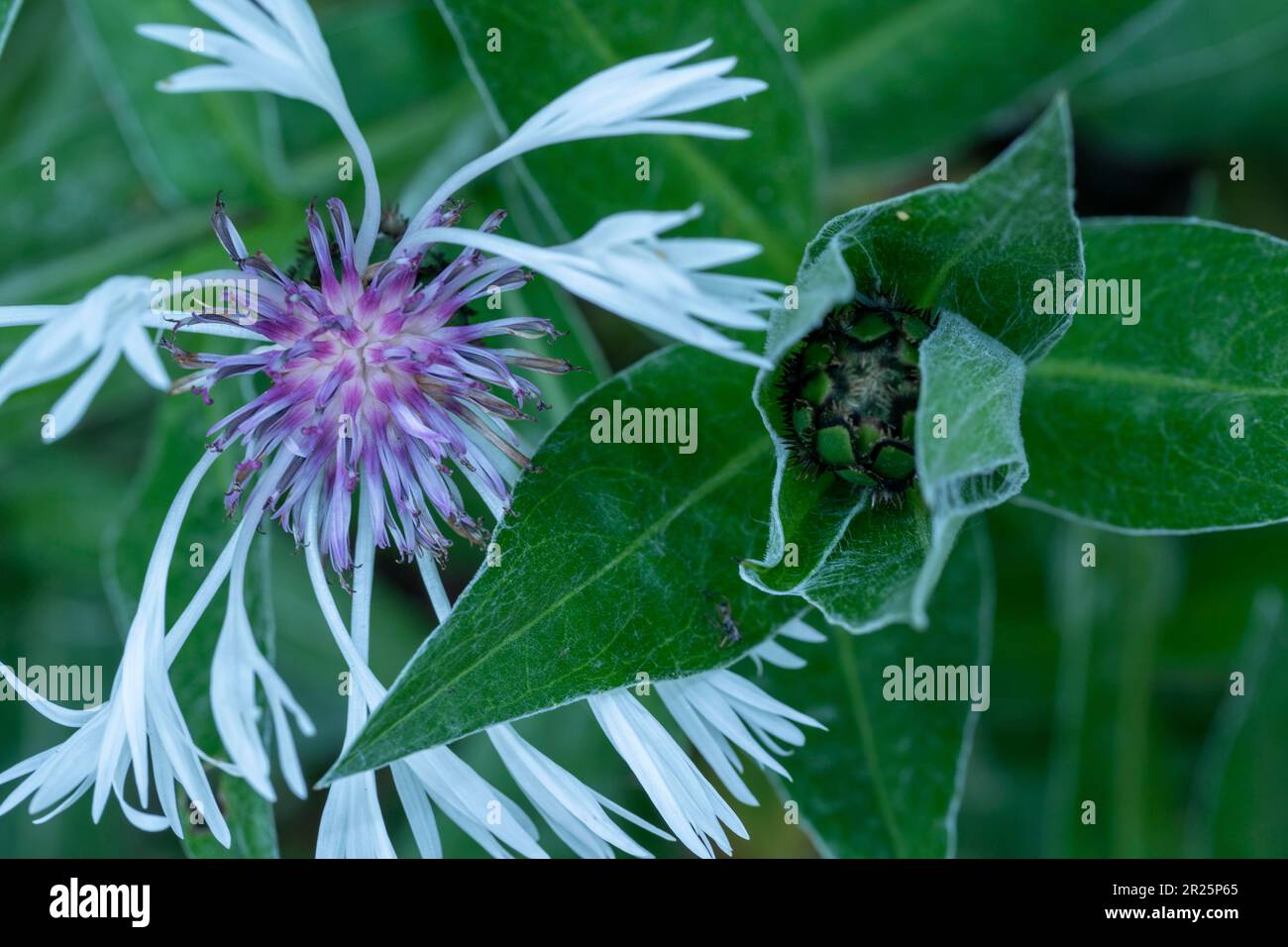 Stunning macro environmental plant portrait of Centaurea montana ‘Alba’ flowers and bud Stock Photo