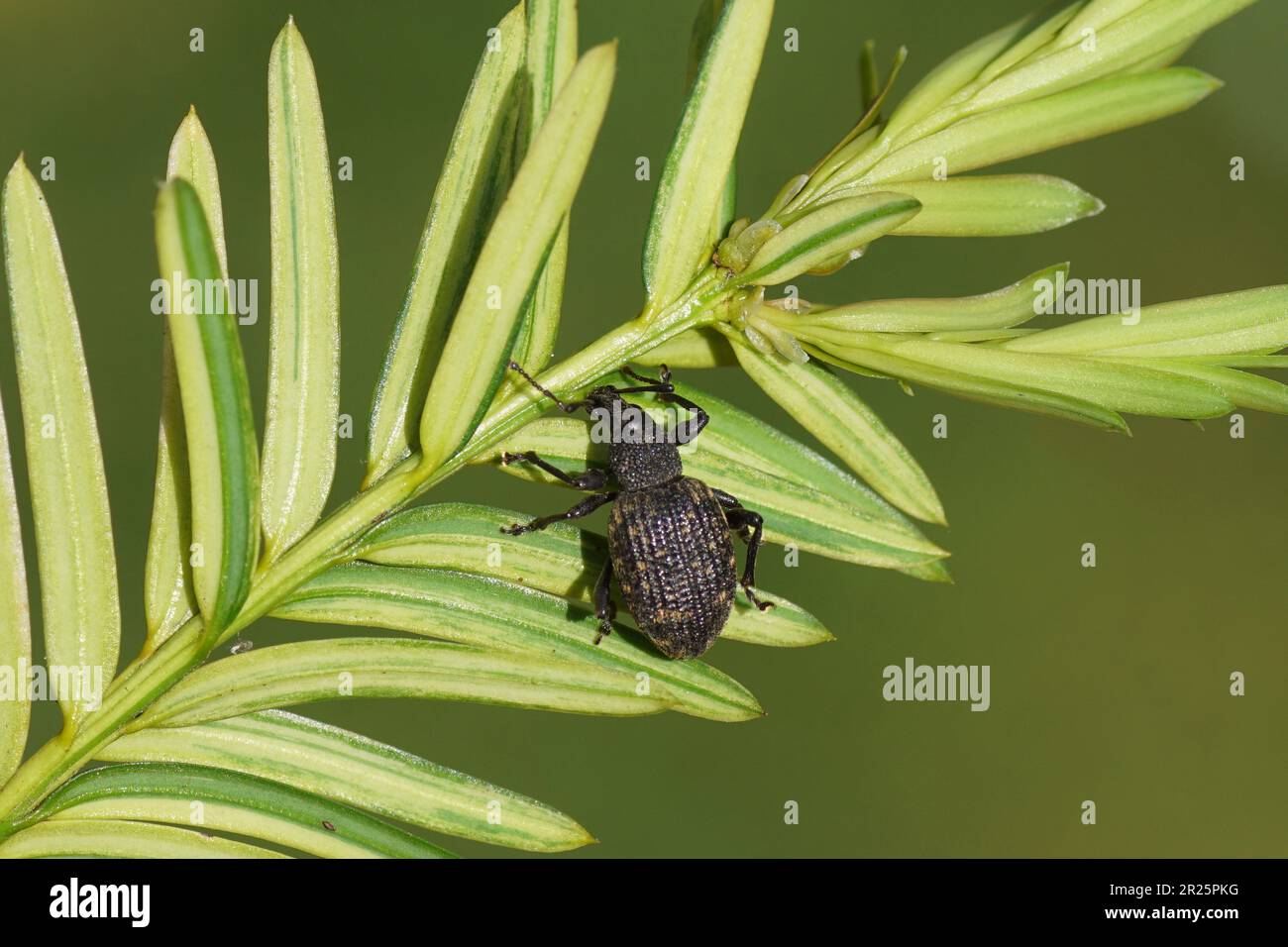 Black vine weevil (Otiorhynchus sulcatus) on a twig of a yew. Tribe Otiorhynchini. Subfamily Broad-nosed Weevils (Entiminae). Family Curculionidae. Stock Photo
