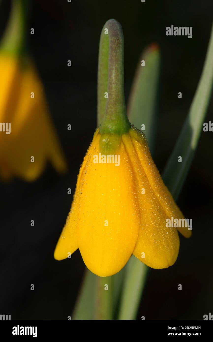 Yellow bells (Fritillaria pudica) along Sagehen Hill Nature Trail, Burns District Bureau of Land Management, Oregon Stock Photo