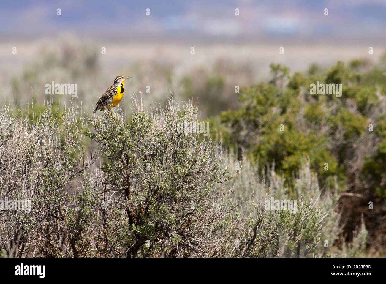 Western meadowlark (Sturnella neglecta), Harney County, Oregon Stock Photo