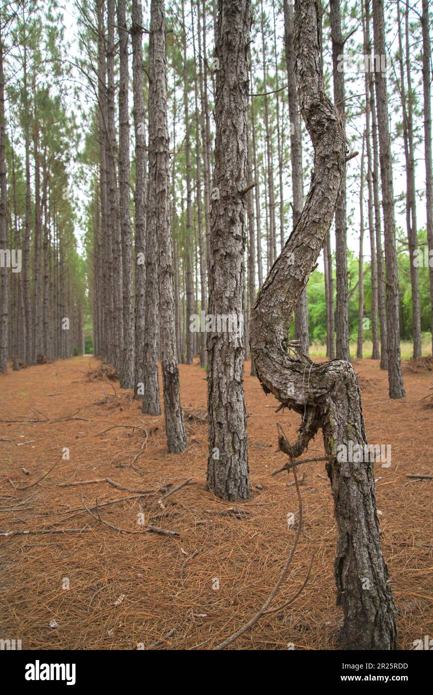 Misshapen tree in straight planted pine tree rows Stock Photo Alamy
