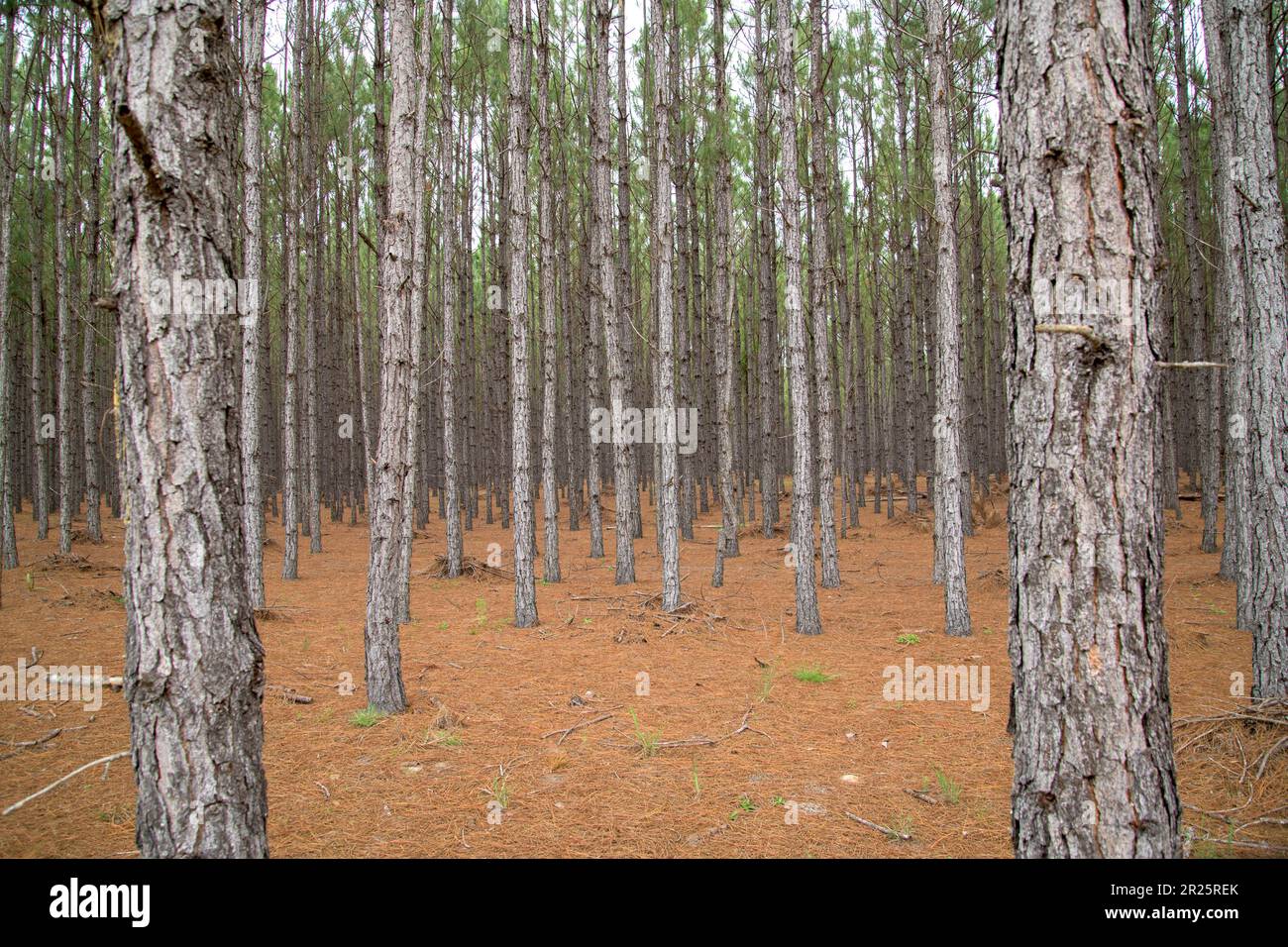 Rows of planted pine trees, farm Stock Photo Alamy