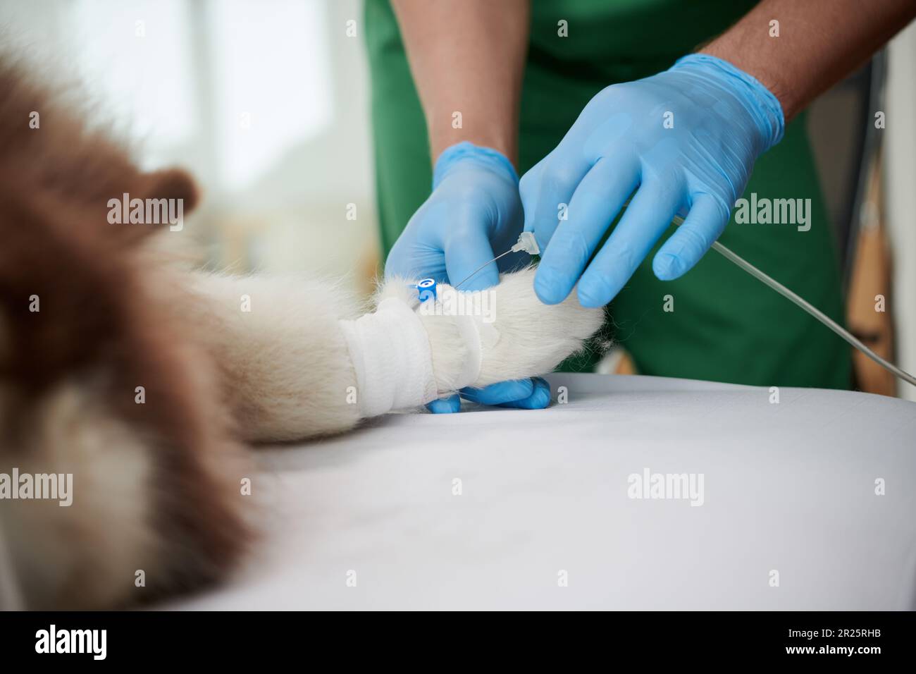 Closeup image of veterinarian placing intravenous catheter in dogs leg