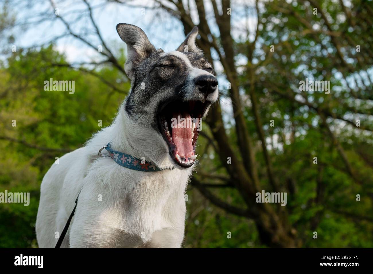 Yawning dog. Portrait of a mongrel dog in nature. Closeup photo of an adorable dog. Stock Photo