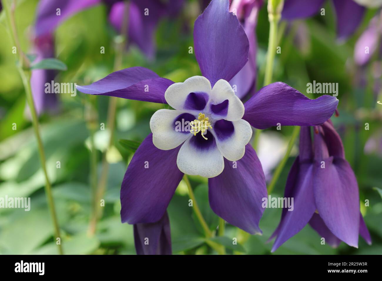 close-up of a beautiful wide-opend blue flower of a aquilegia caerulea against a natural blurry background Stock Photo