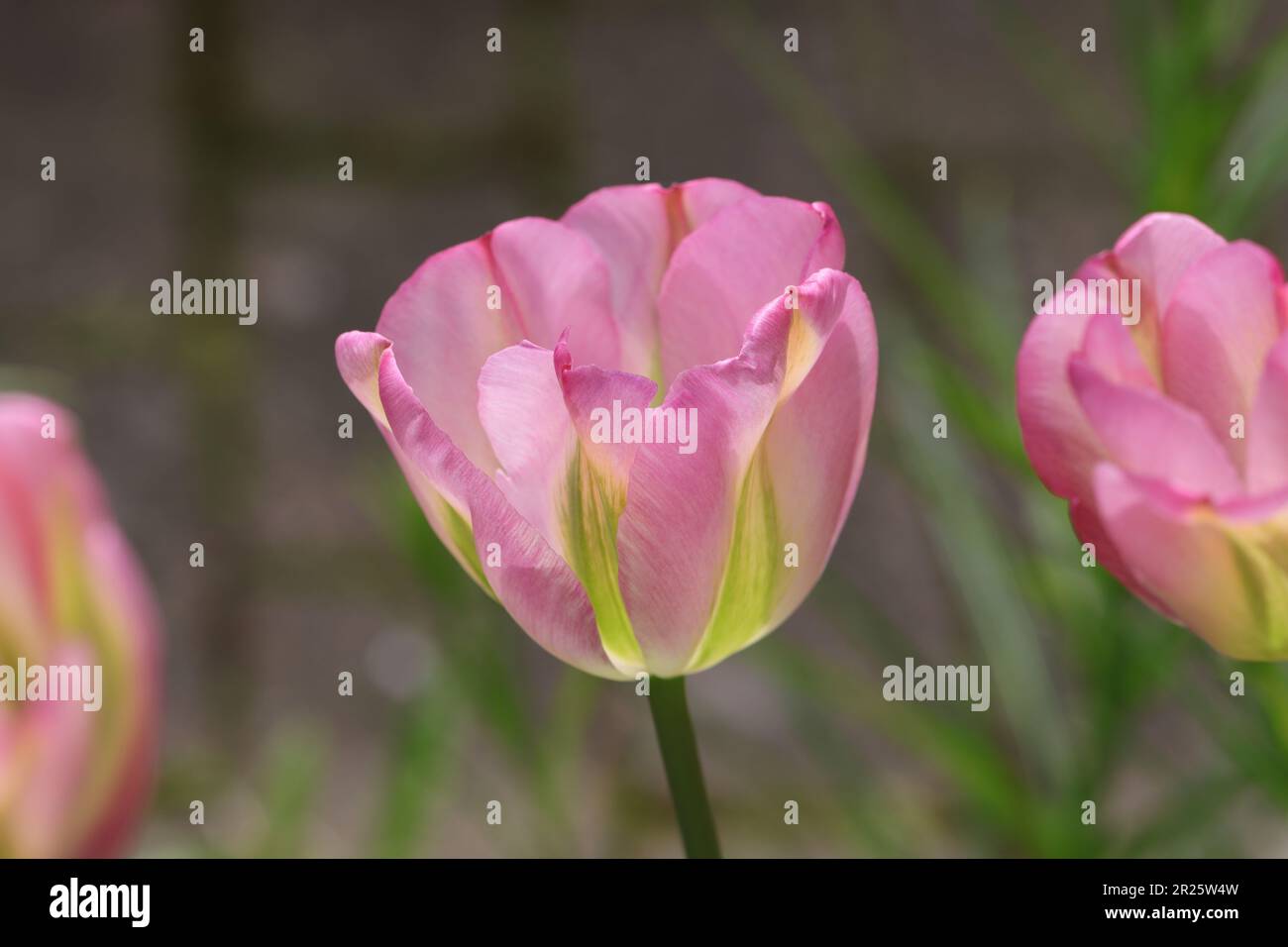 side view of a beautiful pink viridiflora tulip against a natural blurry background Stock Photo