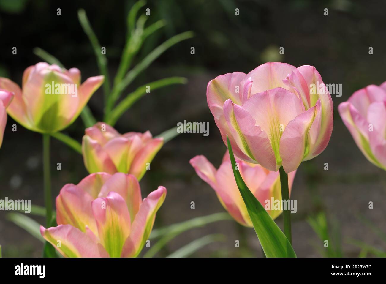 beautiful green and pink colored viridiflora tulips bloom in a garden bed, side view, close-up, selective focus Stock Photo