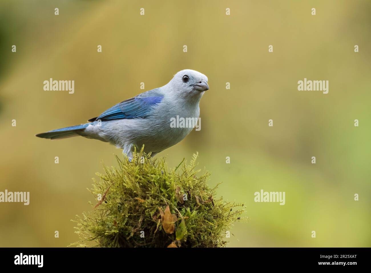 A Blue-gray Tanager in Ecuador Stock Photo