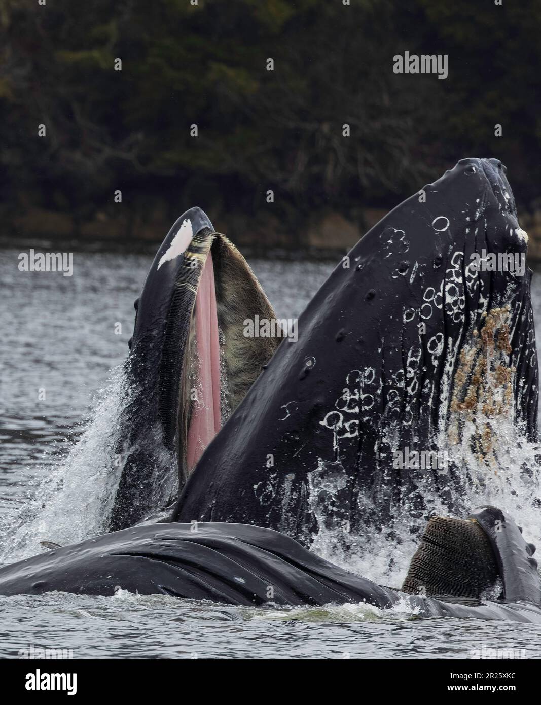 A Peek into a Humpback Whale's Mouth Stock Photo