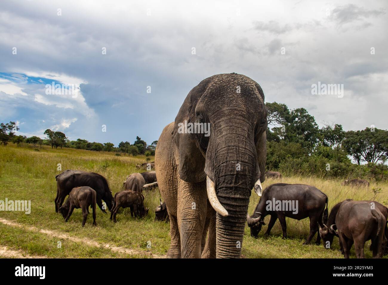 Members of big five African animals, elephant and buffalo walking