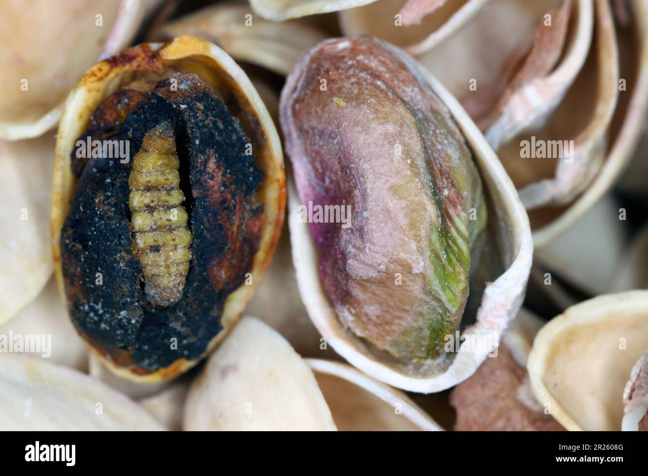 Insect, larva in pistachio. The navel orangeworm (Amyelois transitella