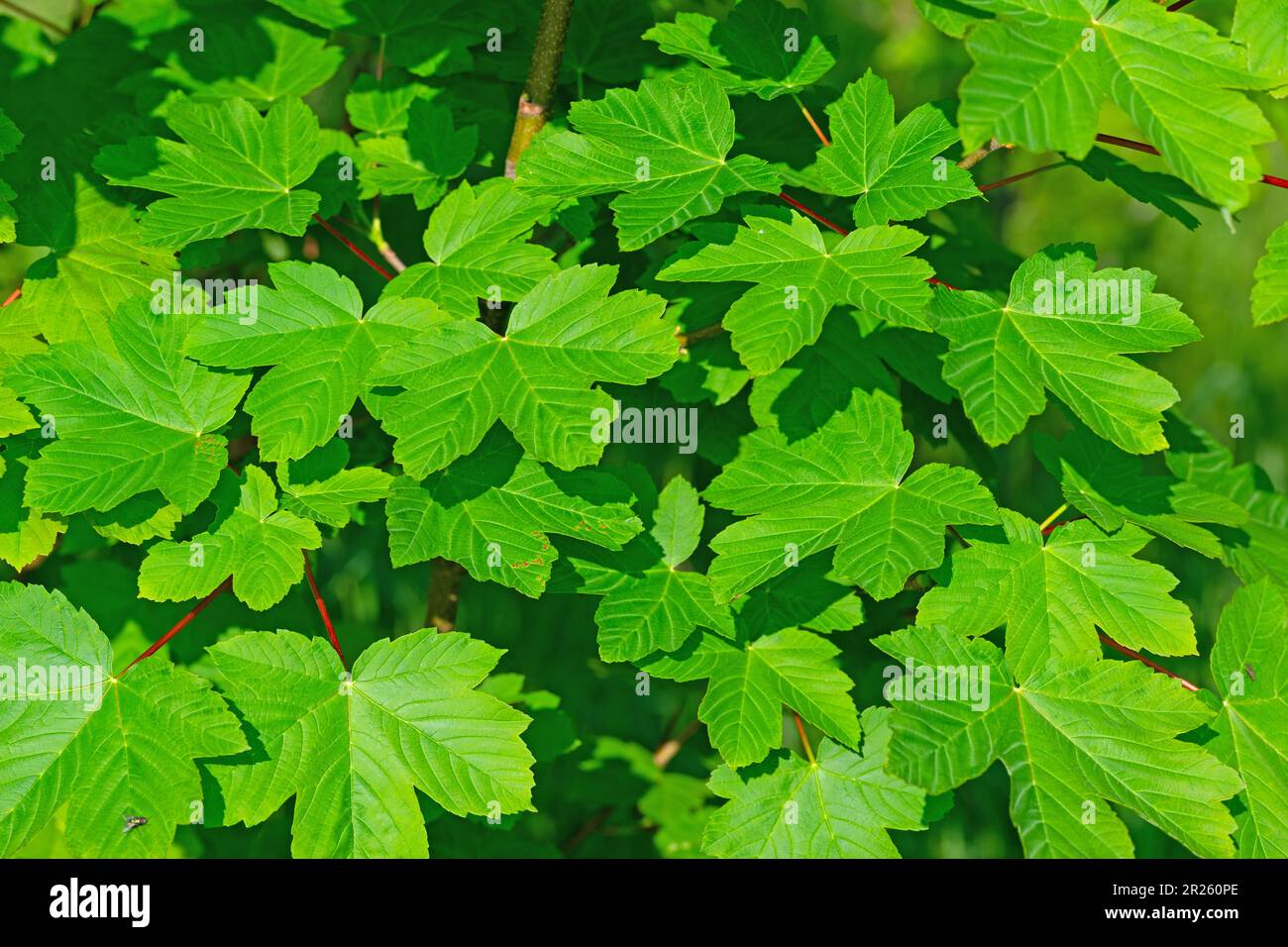 Young leaves from the maple tree in spring Stock Photo