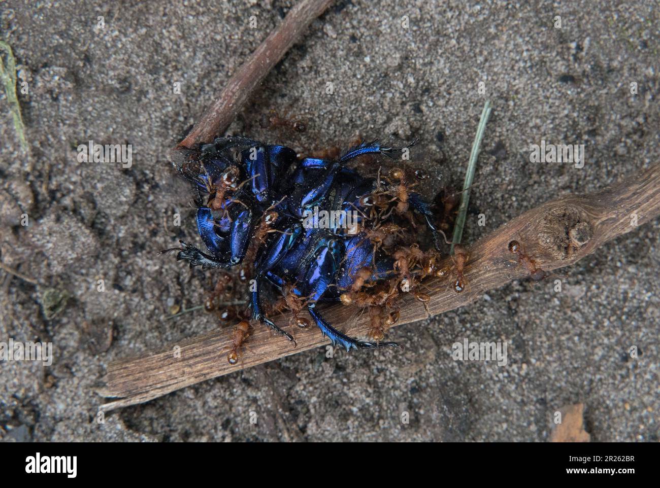 Large group of small, brown ants with a dead dung beetle, lying on its back Stock Photo