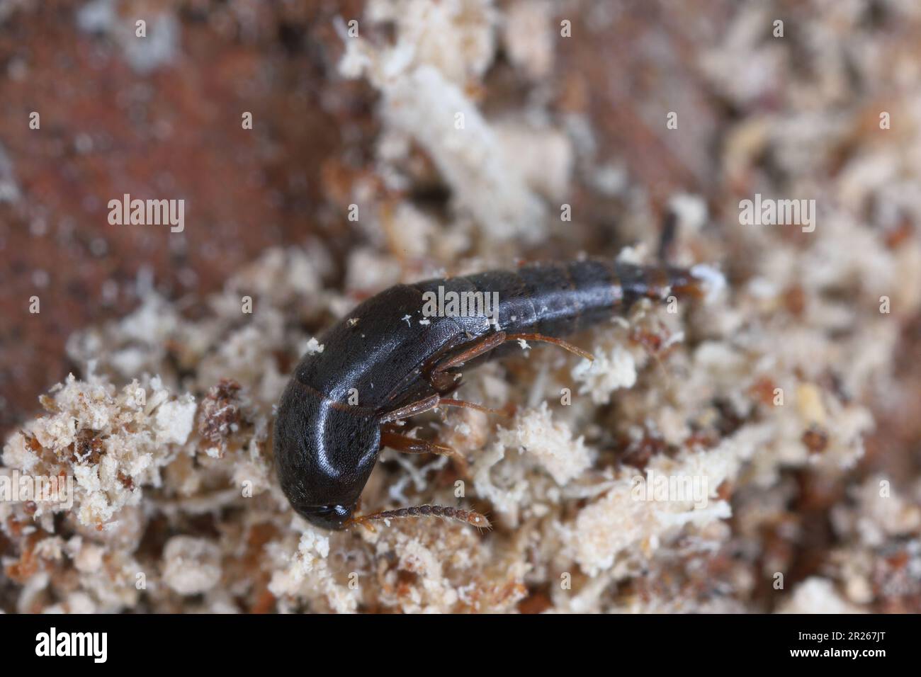 Beetle of the rove beetles family (Staphylinidae) Living under the bark of a dead tree. Are agile pest hunters. Stock Photo