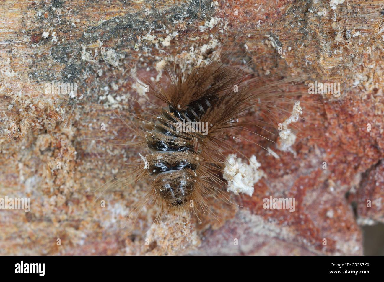 Carpet Beetle Larva  The Backyard Arthropod Project