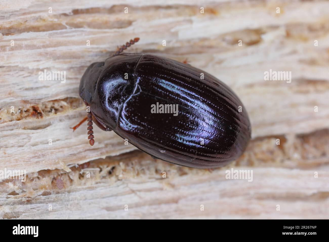 Platydema violaceum, darkling beetle (Tenebionidae). An insect found under the bark of a dead tree. Stock Photo