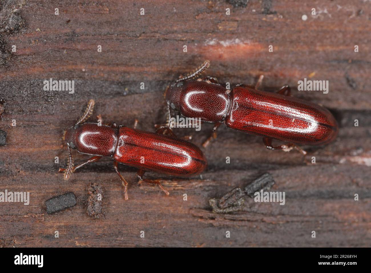 Darkling Beetle (Corticeus unicolor, Hypophloeus unicolor, Hypophloeus castaneus), beetles on wood. Stock Photo