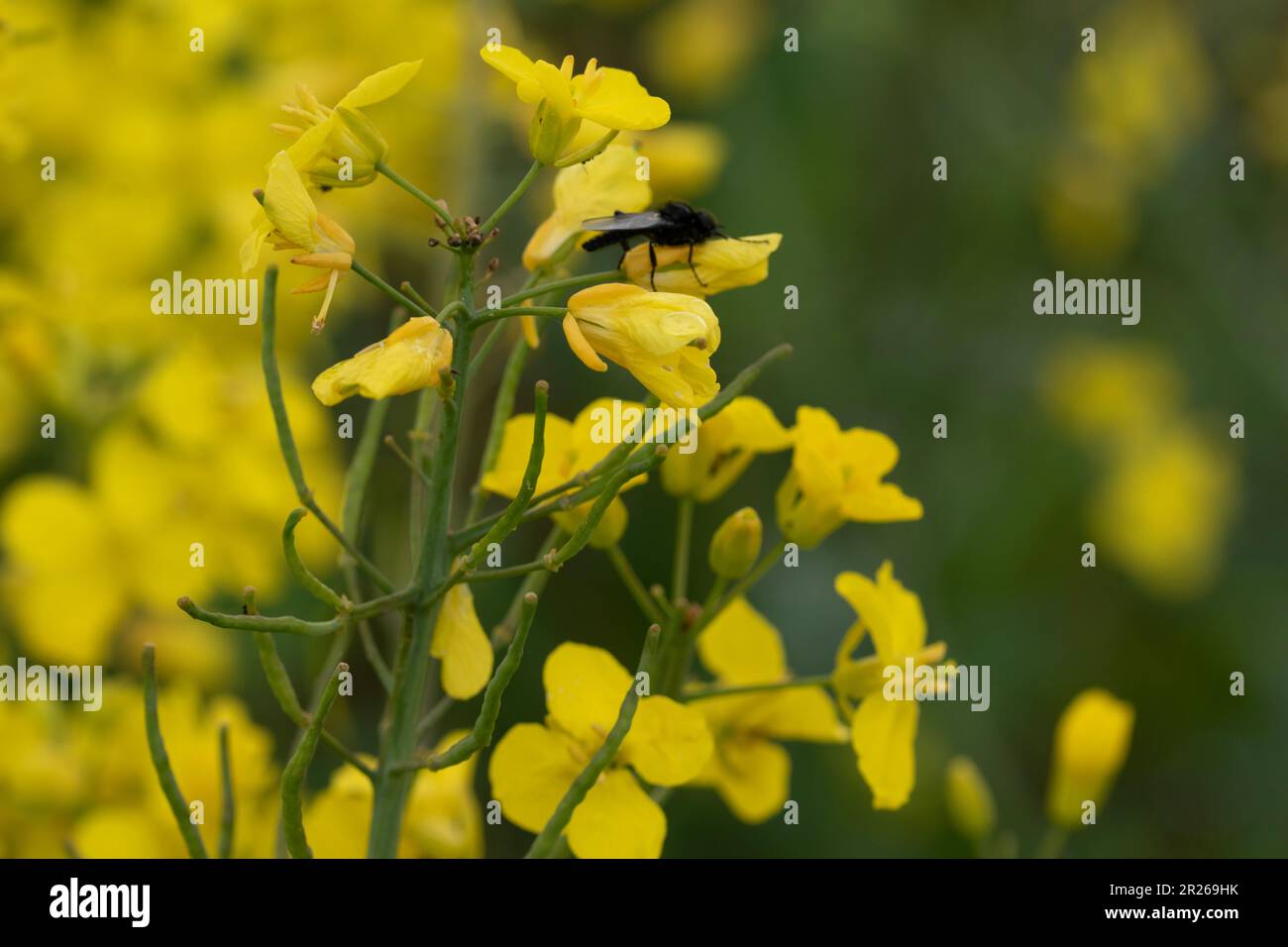 Insects on rapeseed hi-res stock photography and images - Alamy
