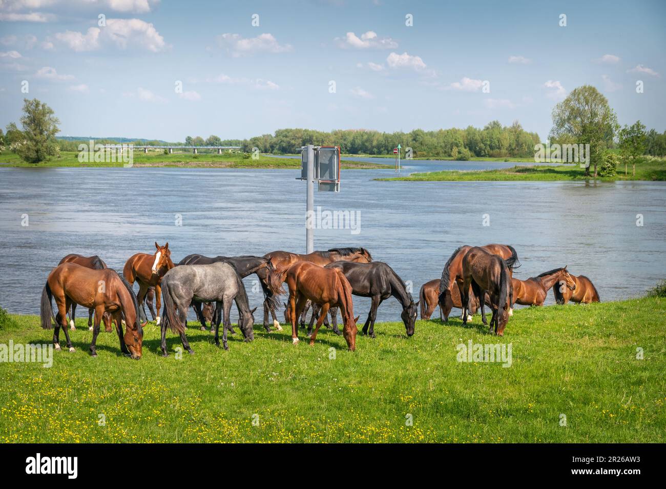 Fresh Look at Beautiful Brown Horses Grazing River Hi Res Stock Photography And