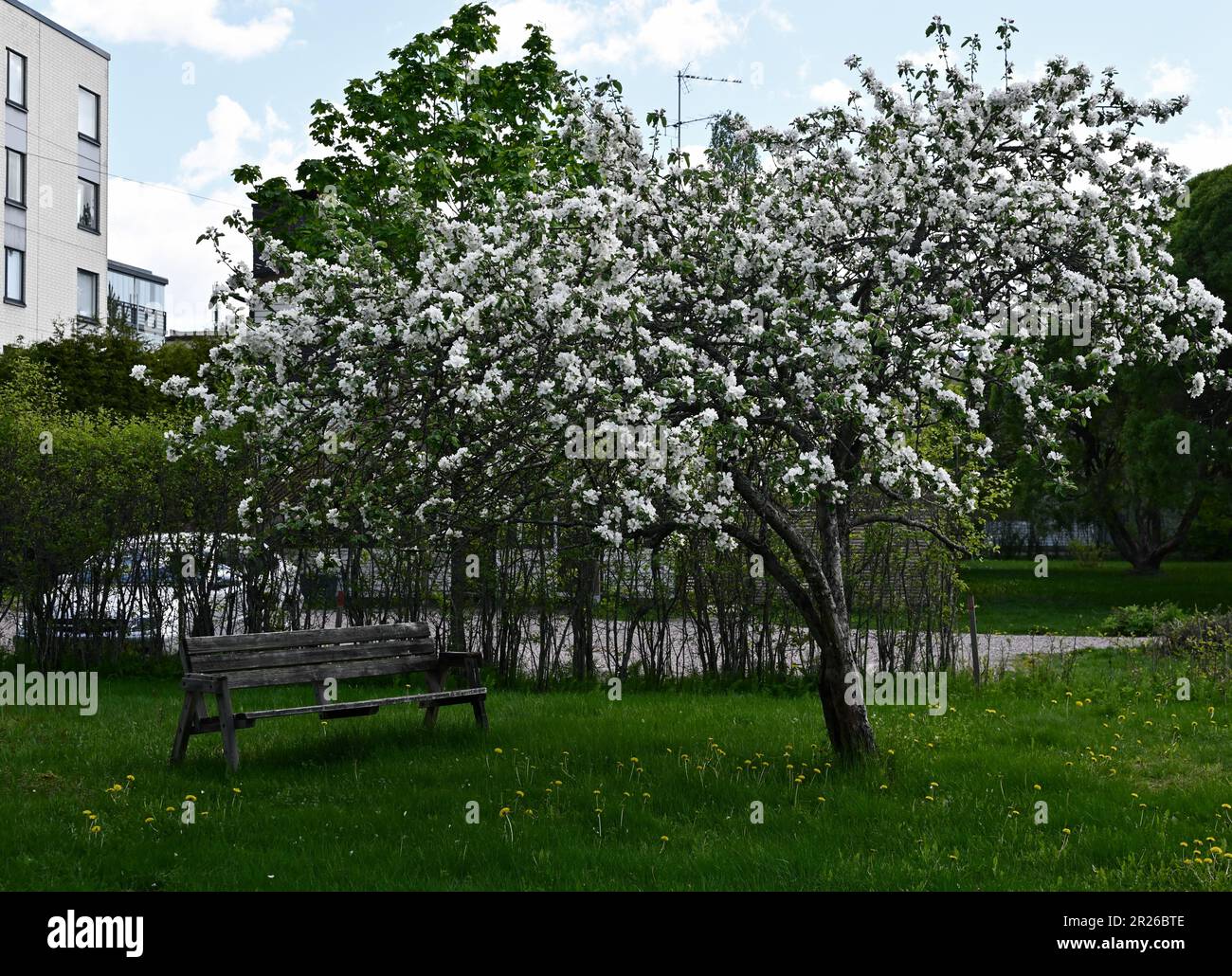 blooming apple tree and a wooden bench in the courtyard of a residential building Stock Photo