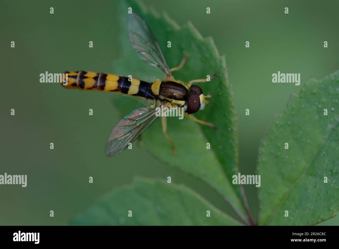 Long hoverfly (Sphaerophoria scripta) on a leaf Stock Photo
