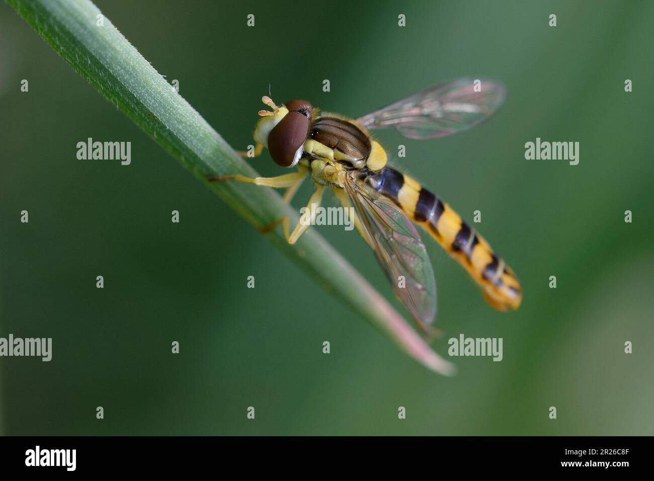 Long hoverfly (Sphaerophoria scripta) on a leaf Stock Photo