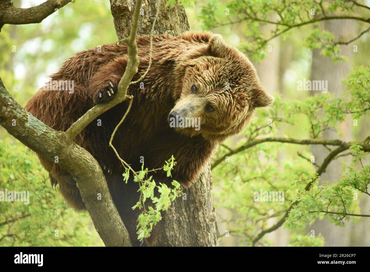 European Brown Bears, Port Lympne, Kent, Wildlife Park, Animal