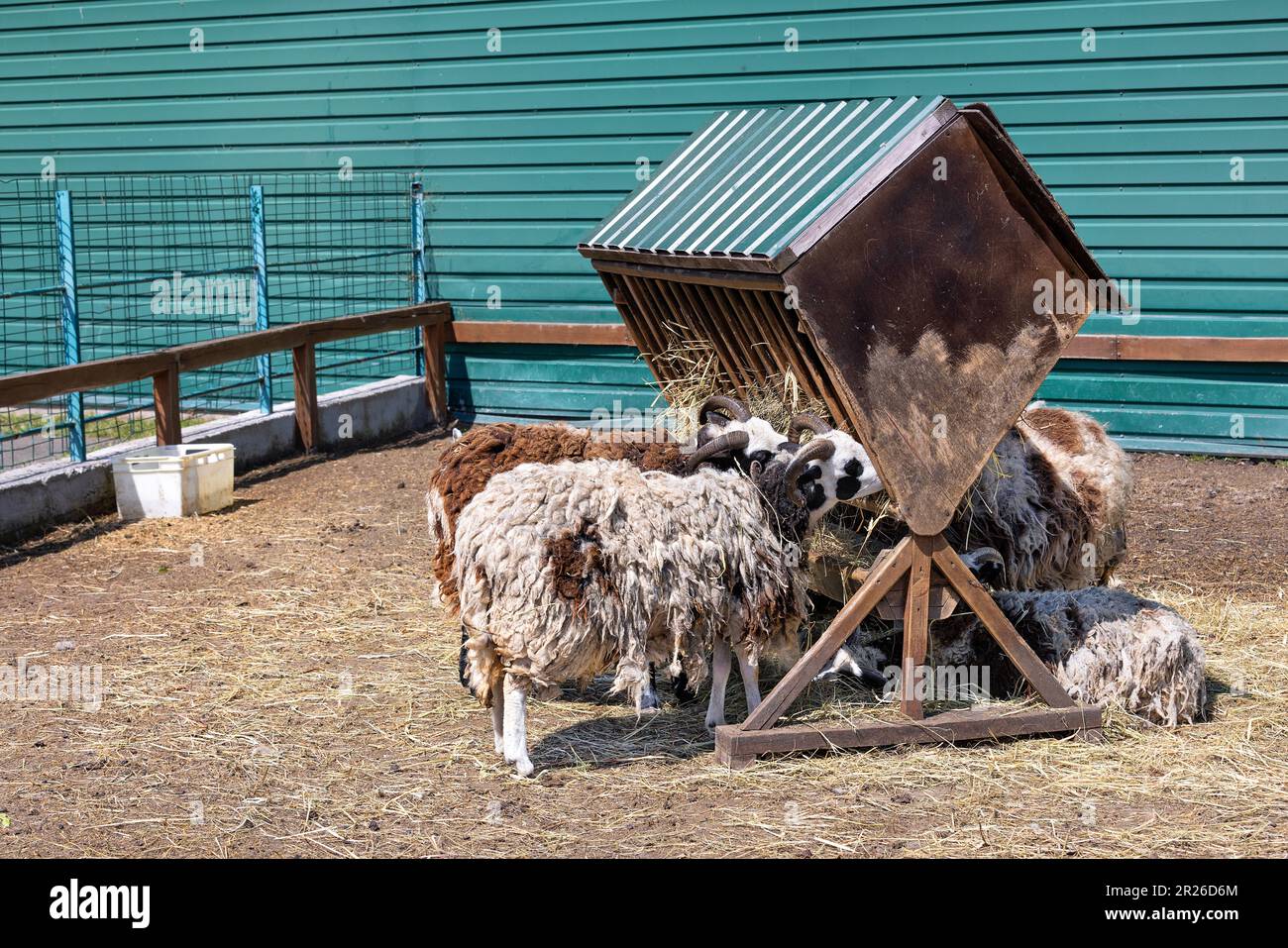 A flock of shaggy sheep grazes hay near a wooden manger. Stock Photo
