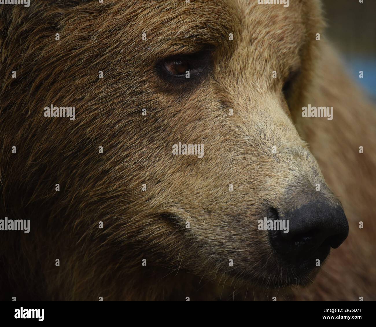 European Brown Bears, Port Lympne, Kent, Wildlife Park, Animal conservation Stock Photo