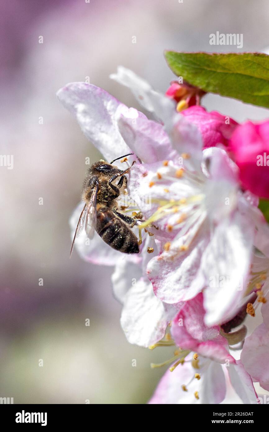 A honey bee collects pollen from the flowers of an apple tree close-up ...