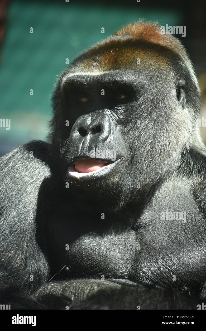 Baby Mountain Gorilla On A Silverback Trip Silverback Gorilla, Ape