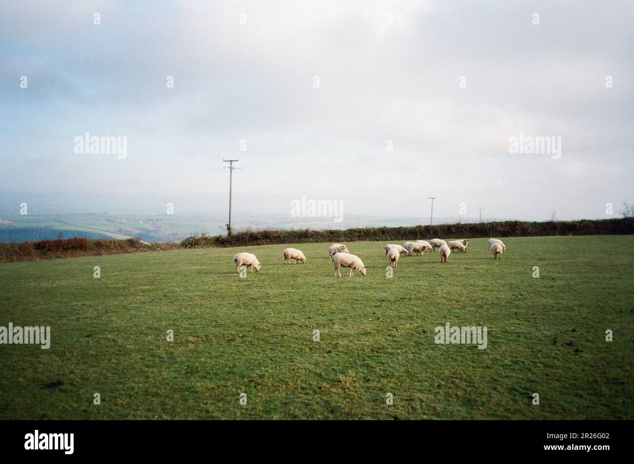 Flock of Sheep, High Bickington, Devon, England, United Kingdom. Stock Photo