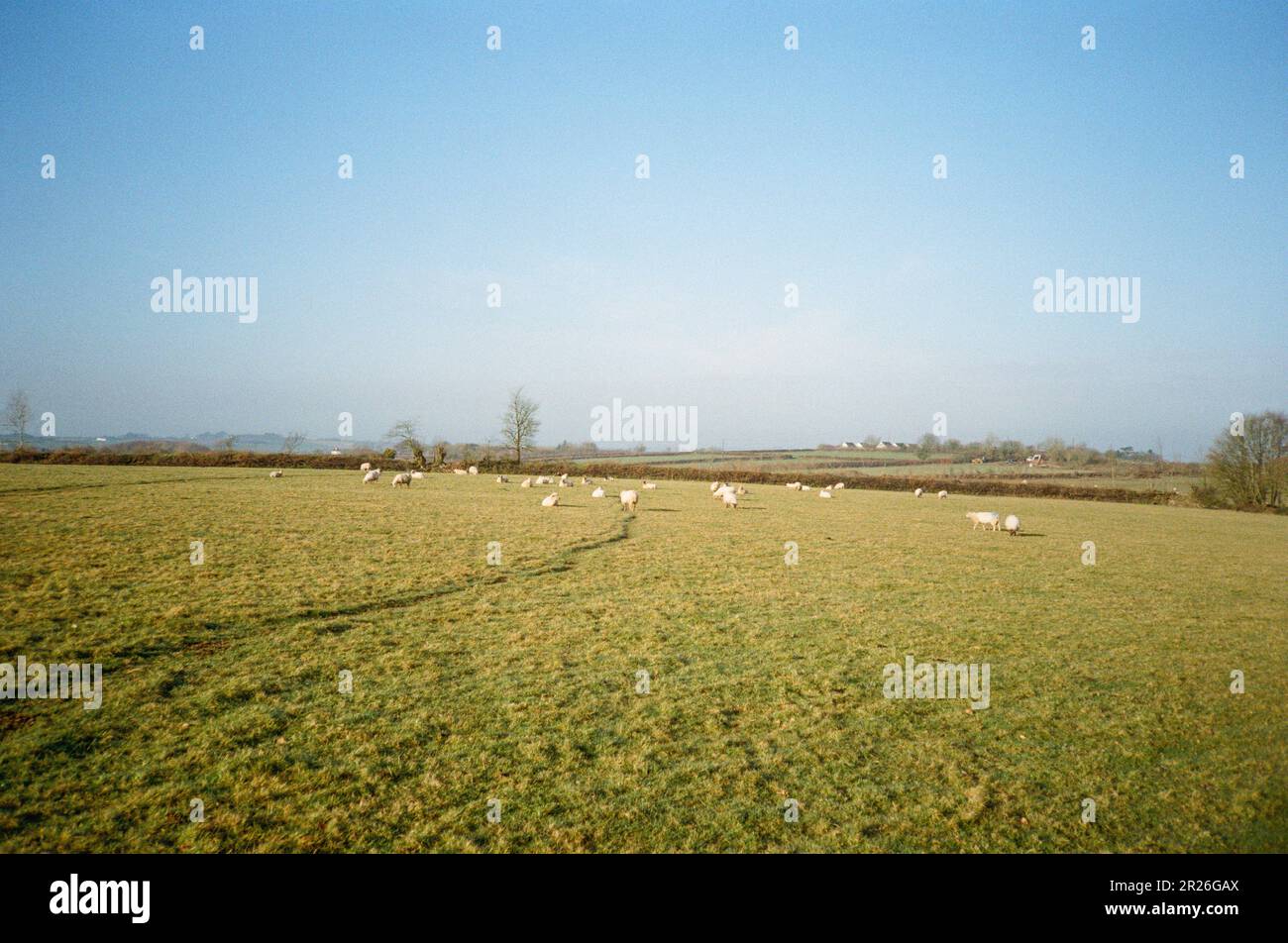 Flock of sheep, High Bickington, Devon, England, United Kingdom, Stock Photo