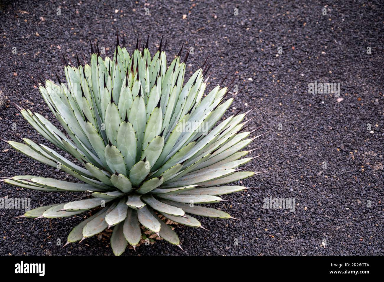 a close up landscape image of a single cactus growing from the rich ...