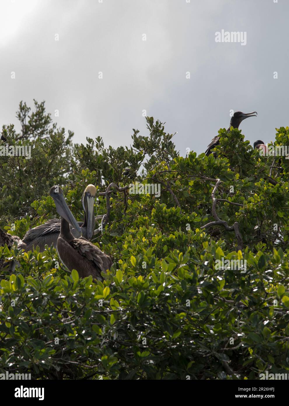 View of tree with brown pelican birds, Mexico Stock Photo