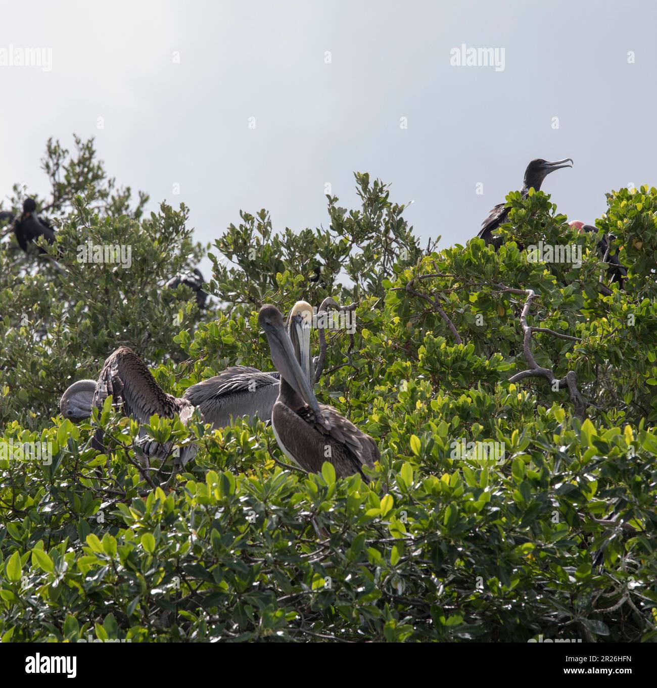 View of tree with brown pelican birds, Mexico Stock Photo