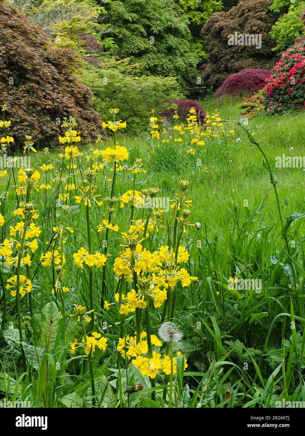 Stands of the hardy yellow candelabra primula, Primula helodoxa, line a small rill at The Garden House, Buckland Monachorum, UK Stock Photo