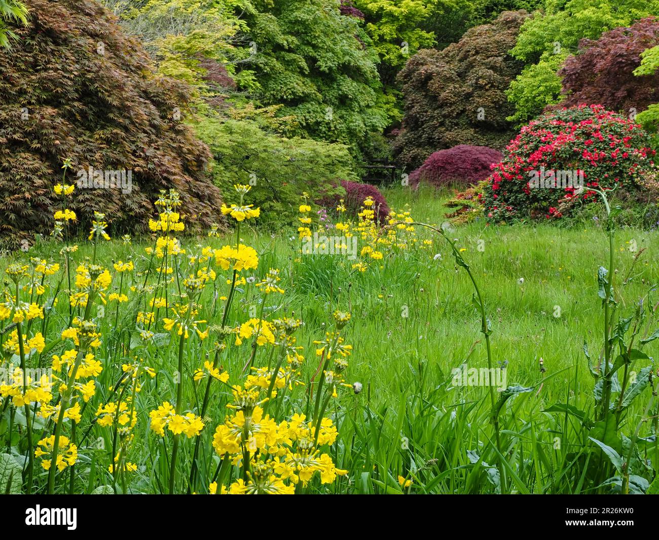 Stands of the hardy yellow candelabra primula, Primula helodoxa, line a small rill at The Garden House, Buckland Monachorum, UK Stock Photo