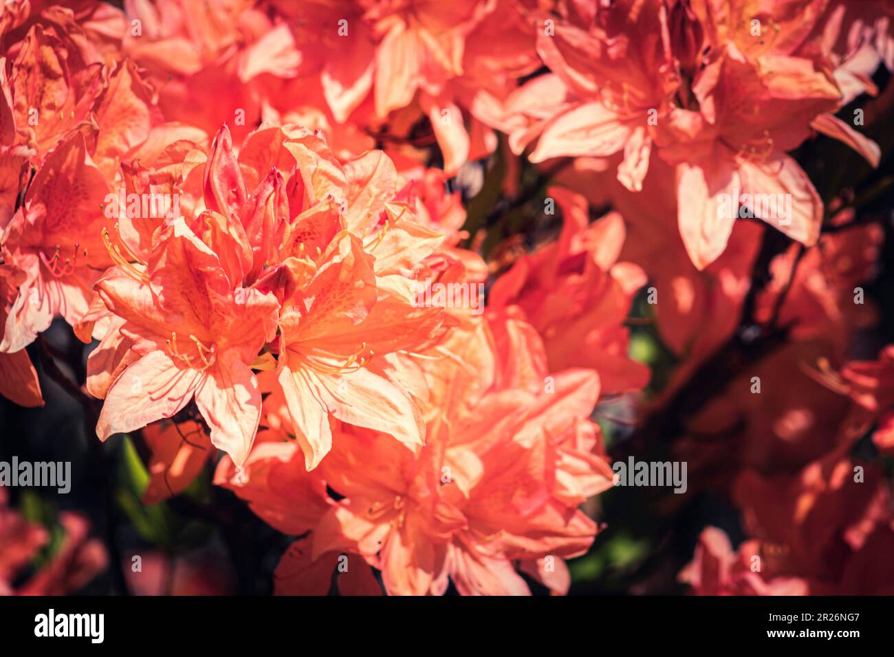 Full frame tight crop background image of Rhododendron flowers in bloom in spring. Stock Photo